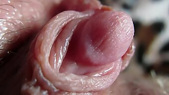 Intense Close-Up Of My Large Clitoris Throbbing In High-Definition Amateur Video